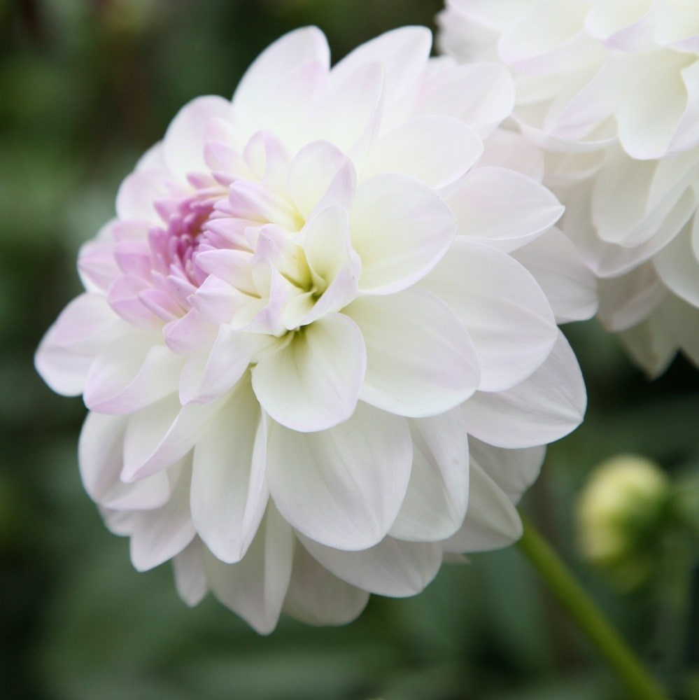 <i>Dahlia</i> 'Eveline'