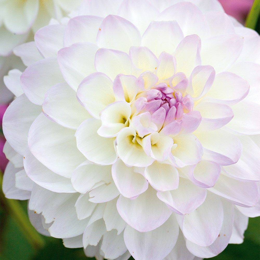 <i>Dahlia</i> 'Eveline'