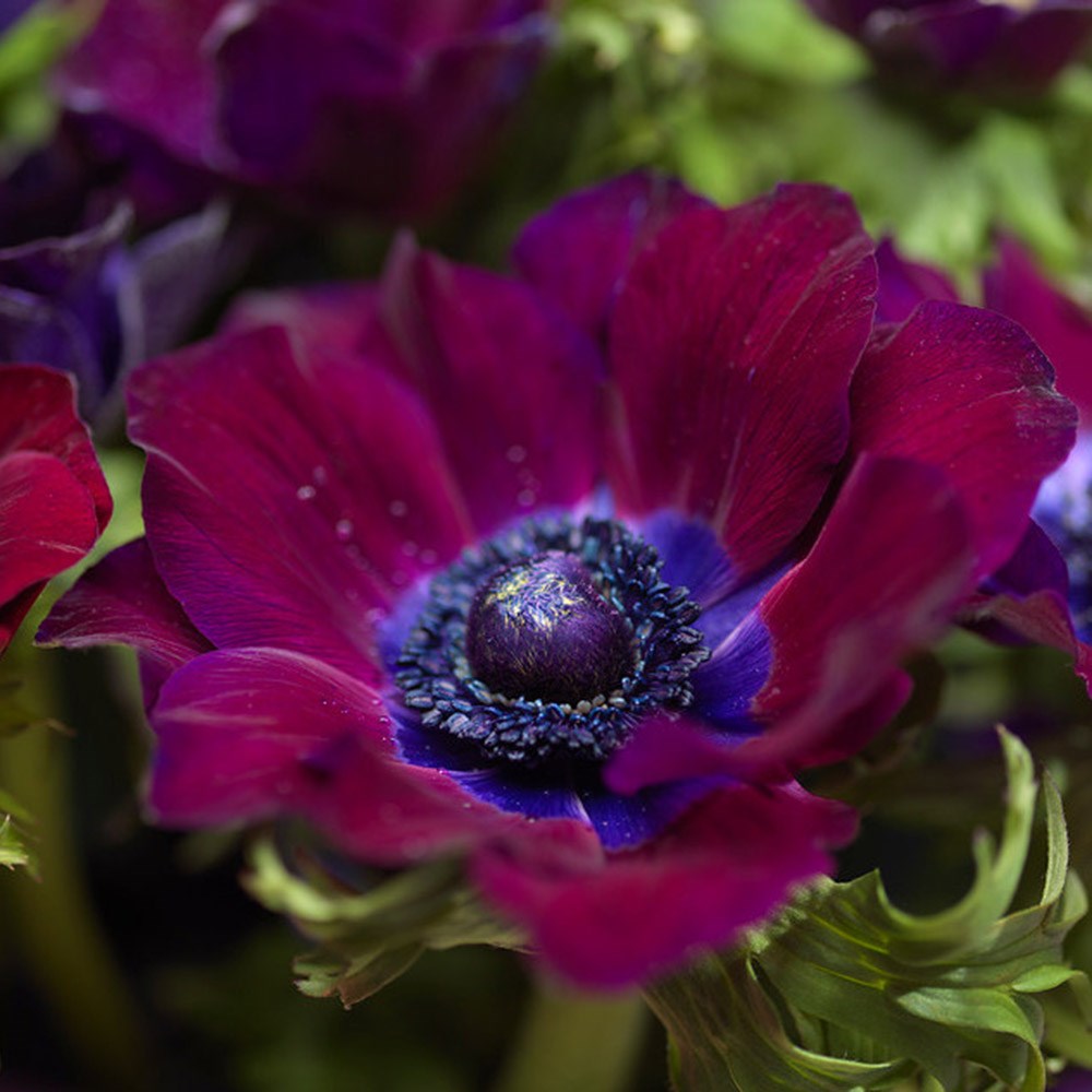 <i>Anemone coronaria</i> (De Caen Group) 'Bordeaux'