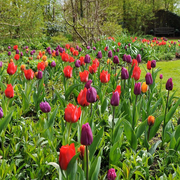 Royal tulip collection