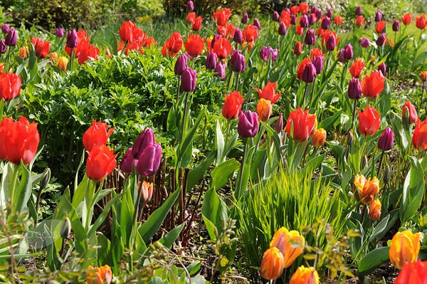 Royal tulip collection