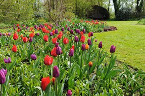 Royal tulip collection