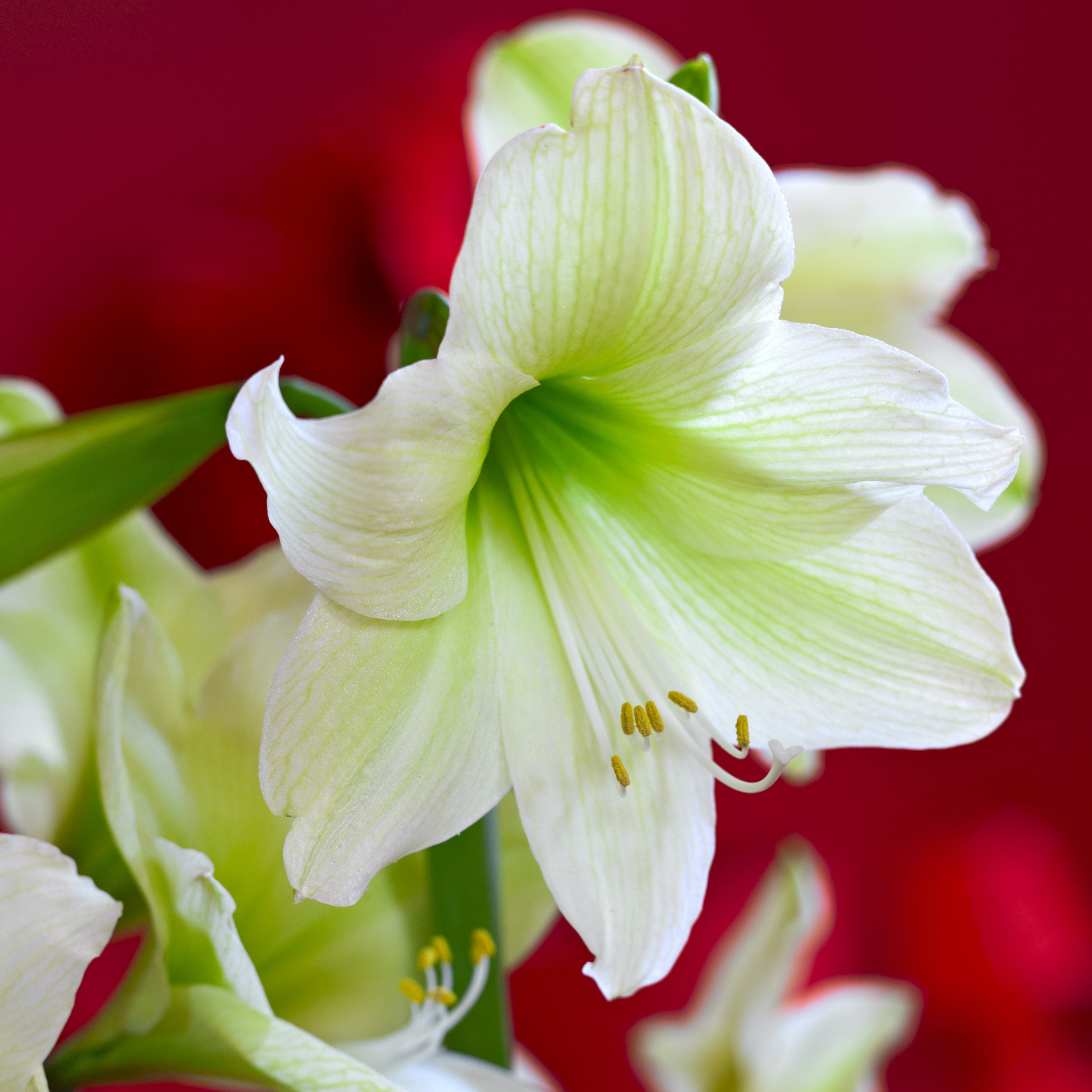 <i>Hippeastrum</i> (Galaxy Group) 'Christmas Gift'