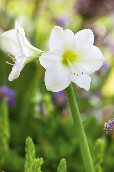 <i>Hippeastrum</i> (Galaxy Group) 'Christmas Gift'