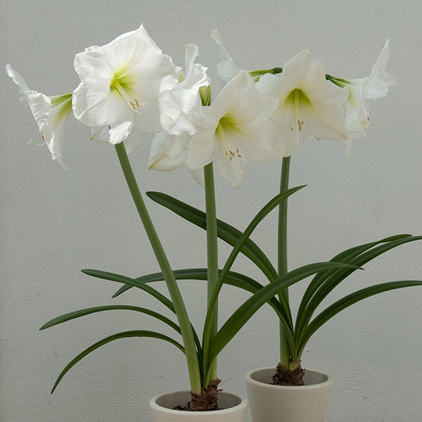 <i>Hippeastrum</i> (Galaxy Group) 'Christmas Gift'