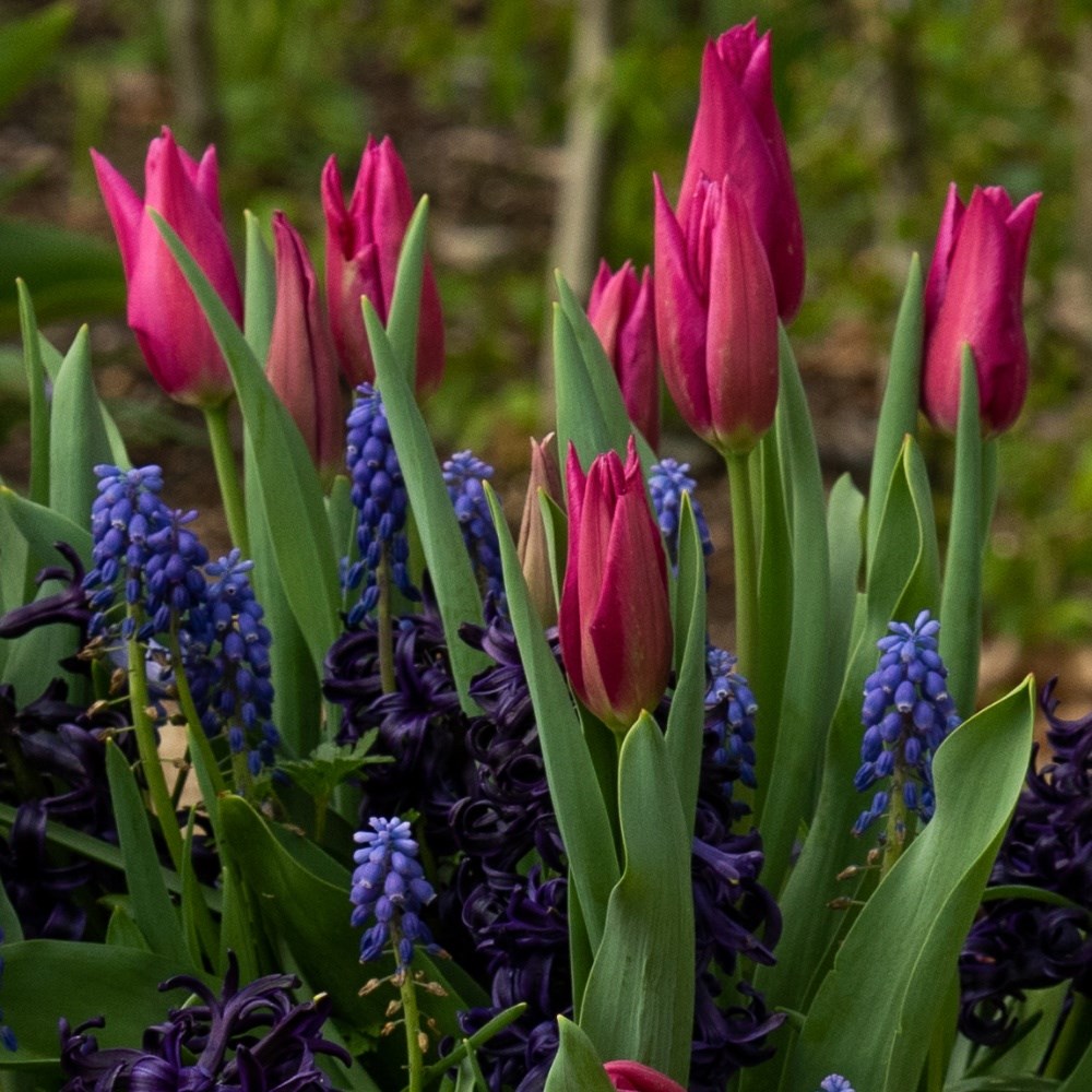 Bulb lasagne collection for pots - blues & pinks