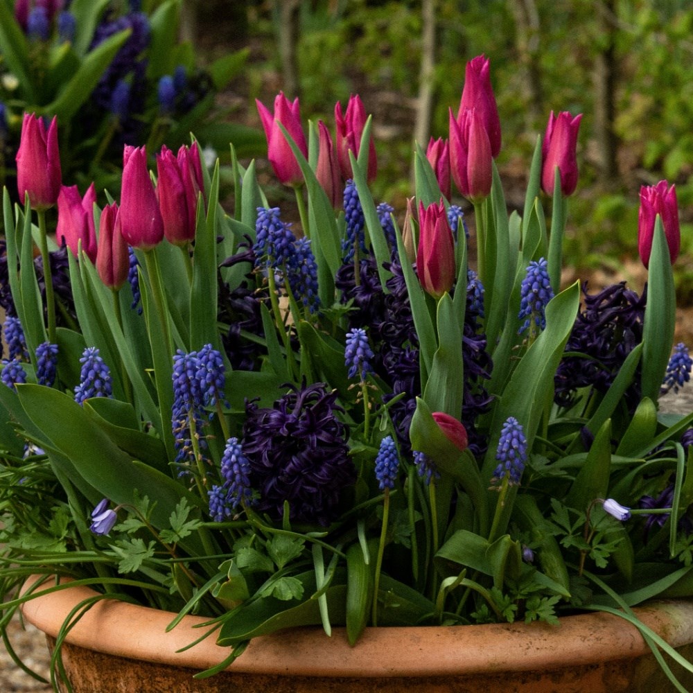 Bulb lasagne collection for pots - blues & pinks