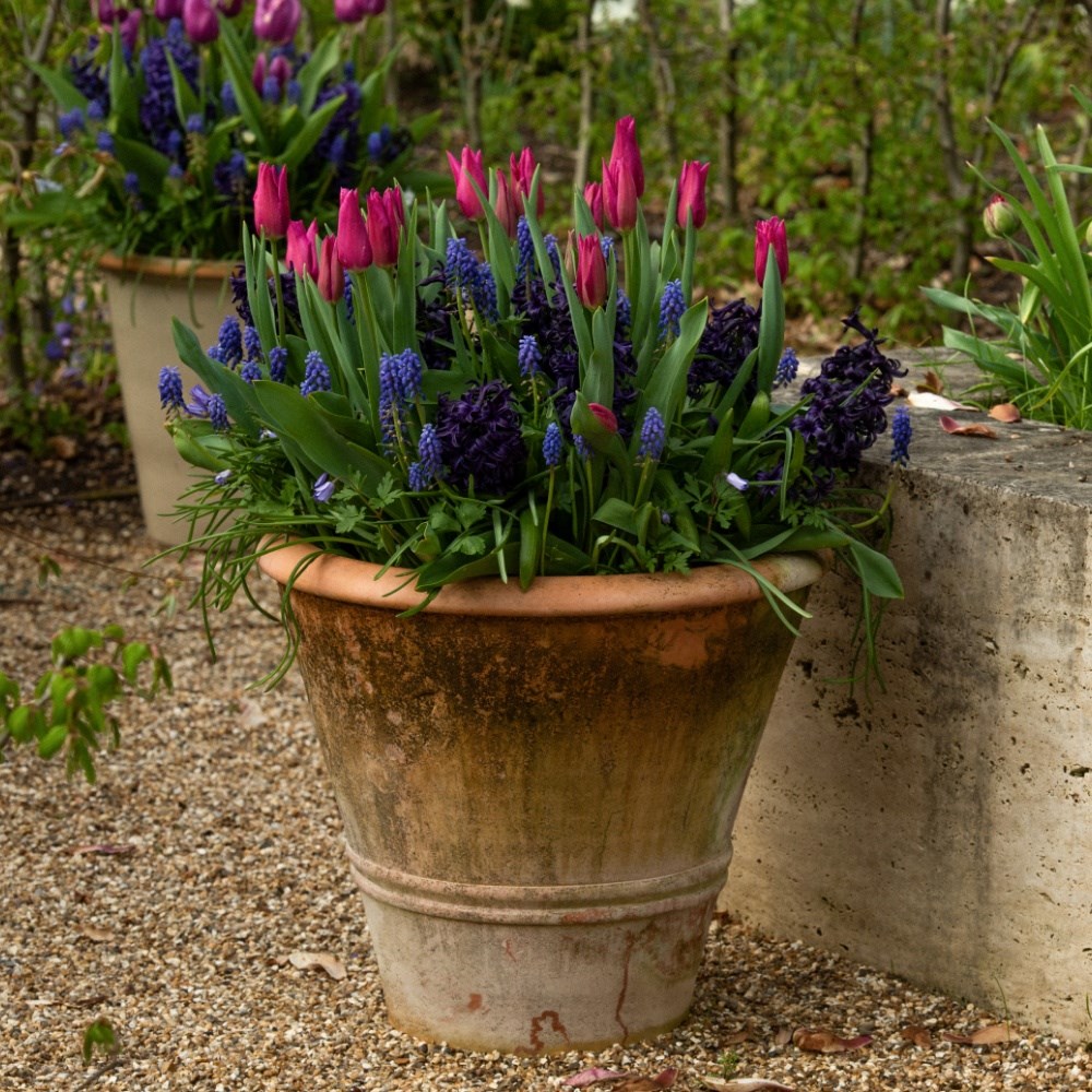 Bulb lasagne collection for pots - blues & pinks