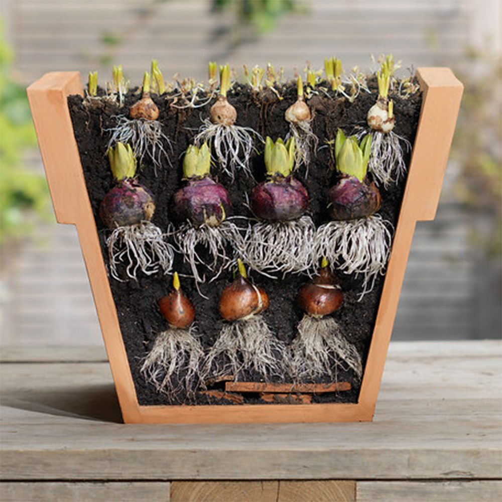 Bulb lasagne collection for pots - blues & pinks