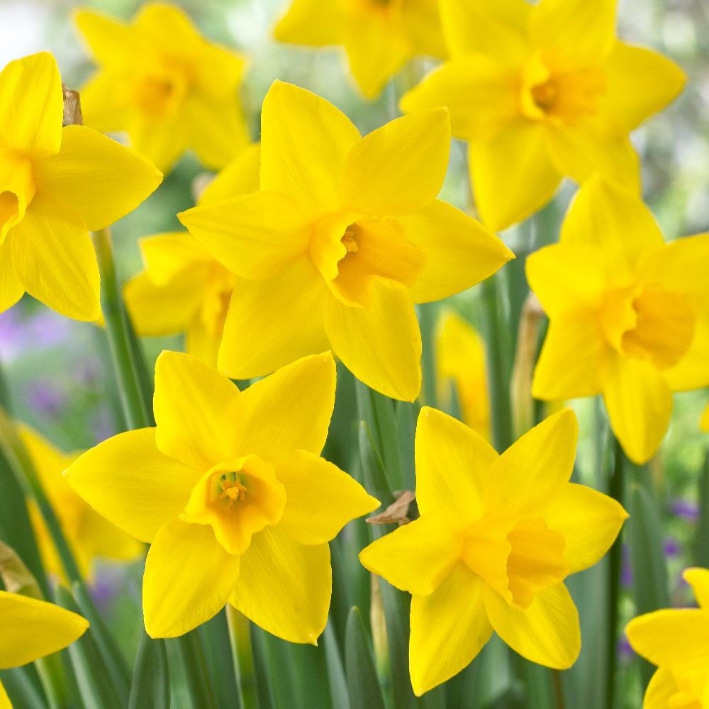 <i>Narcissus</i> 'Sweetness'