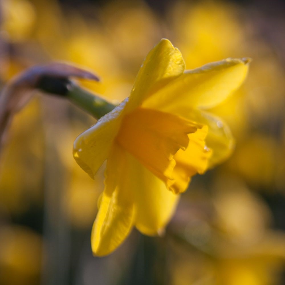 <i>Narcissus</i> 'Sweetness'