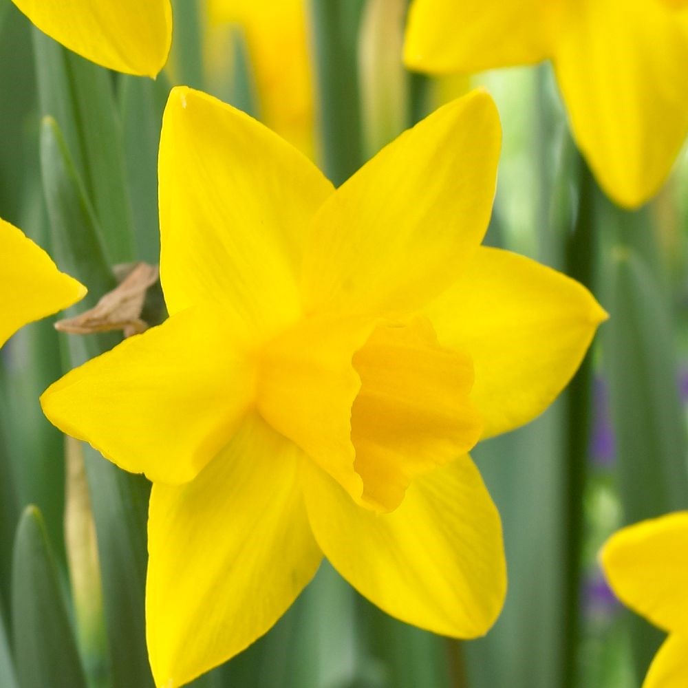 <i>Narcissus</i> 'Sweetness'