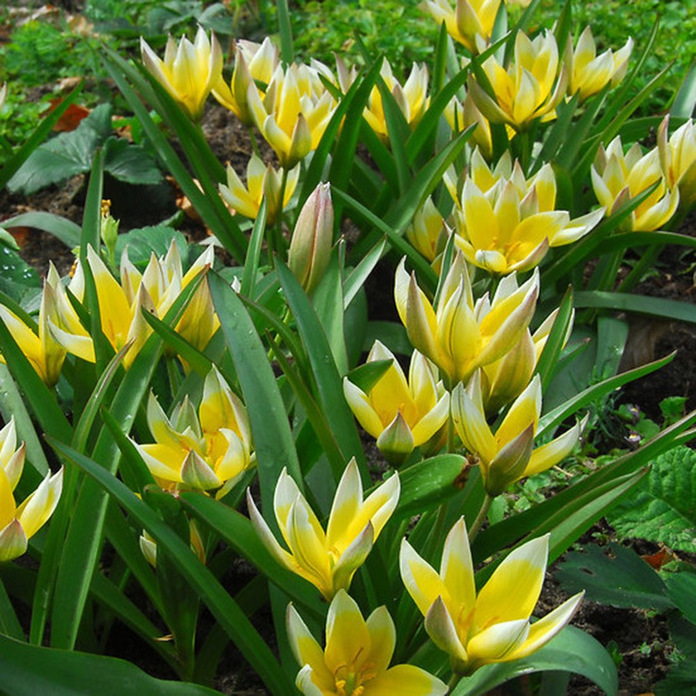<i>Tulipa tarda</i> 