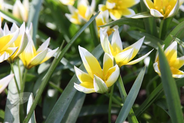 <i>Tulipa tarda</i> 