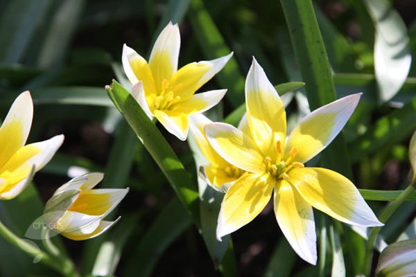 <i>Tulipa tarda</i> 