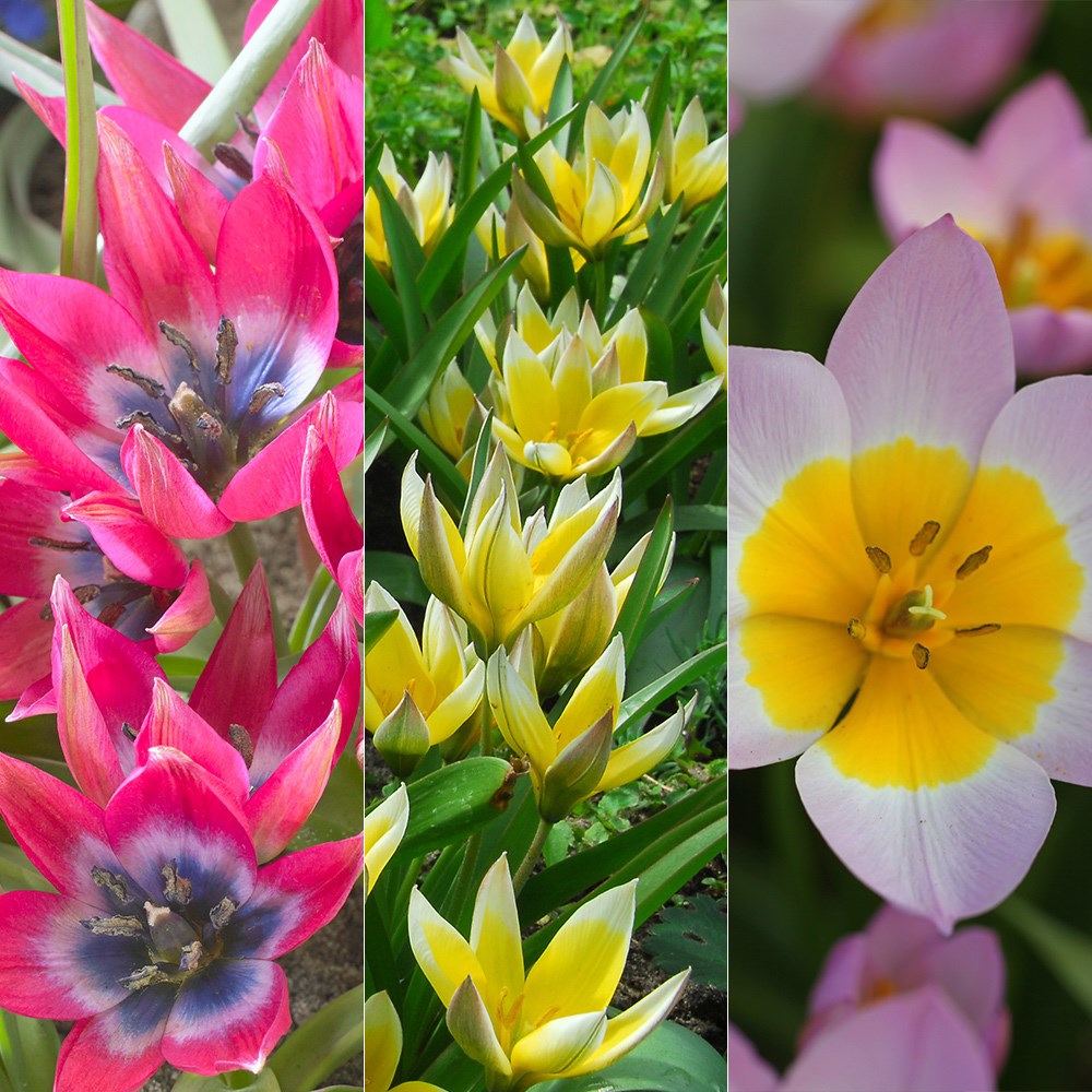Award-winning vibrant species tulip collection