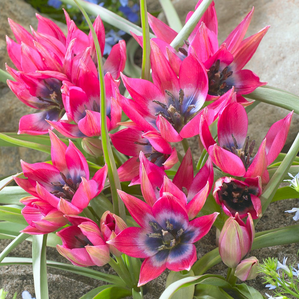 Award-winning vibrant species tulip collection