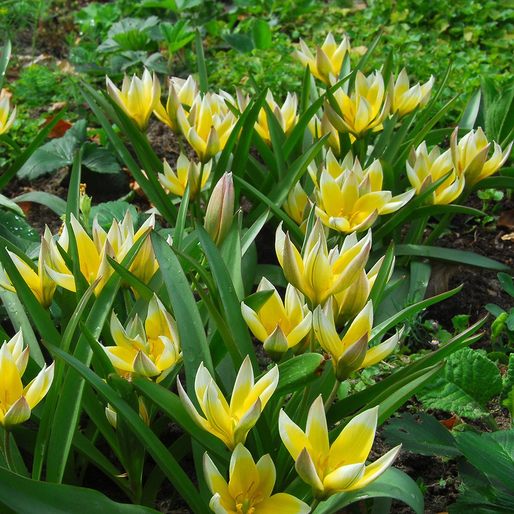 Award-winning vibrant species tulip collection