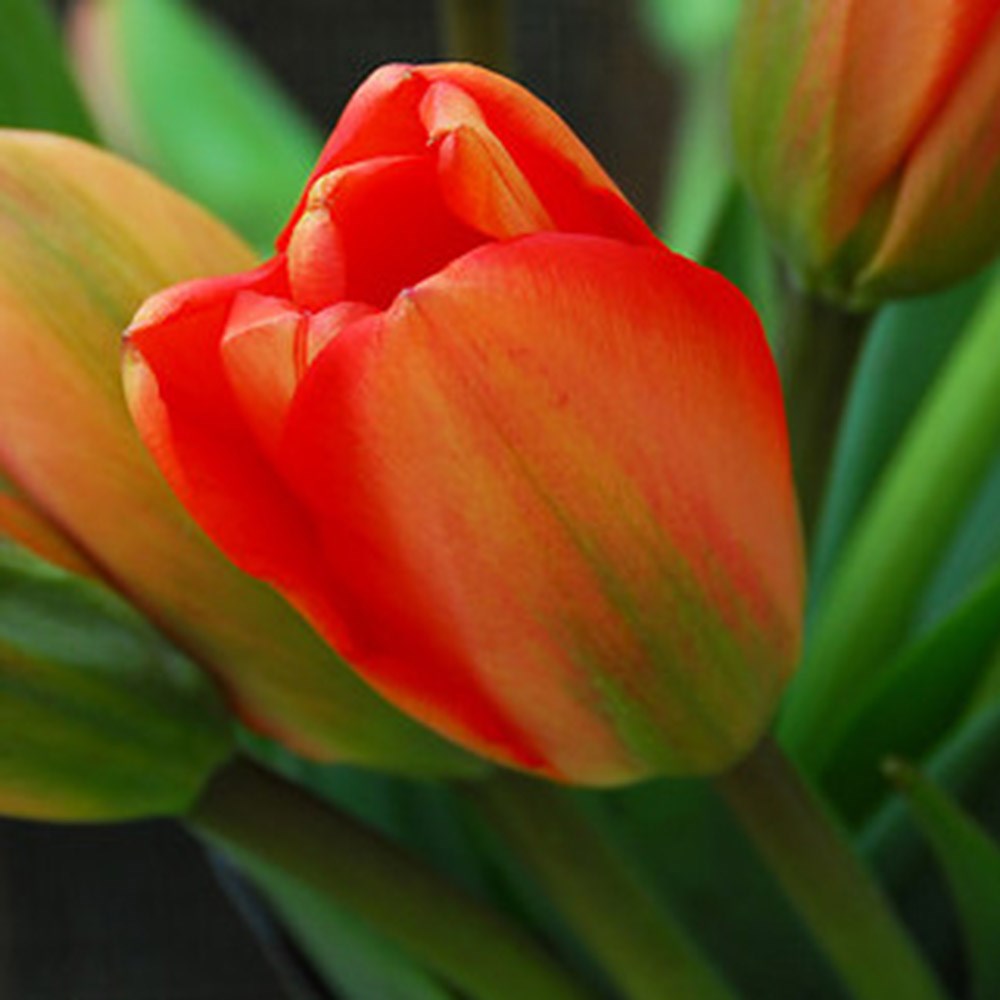 <i>Tulipa</i> 'Apeldoorn'