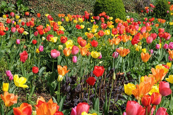 <i>Tulipa</i> 'Apeldoorn'