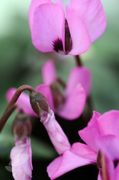 <i>Cyclamen cilicium</i> 
