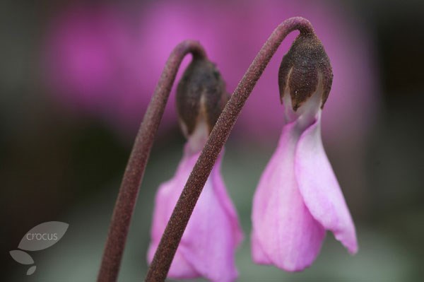 <i>Cyclamen cilicium</i> 