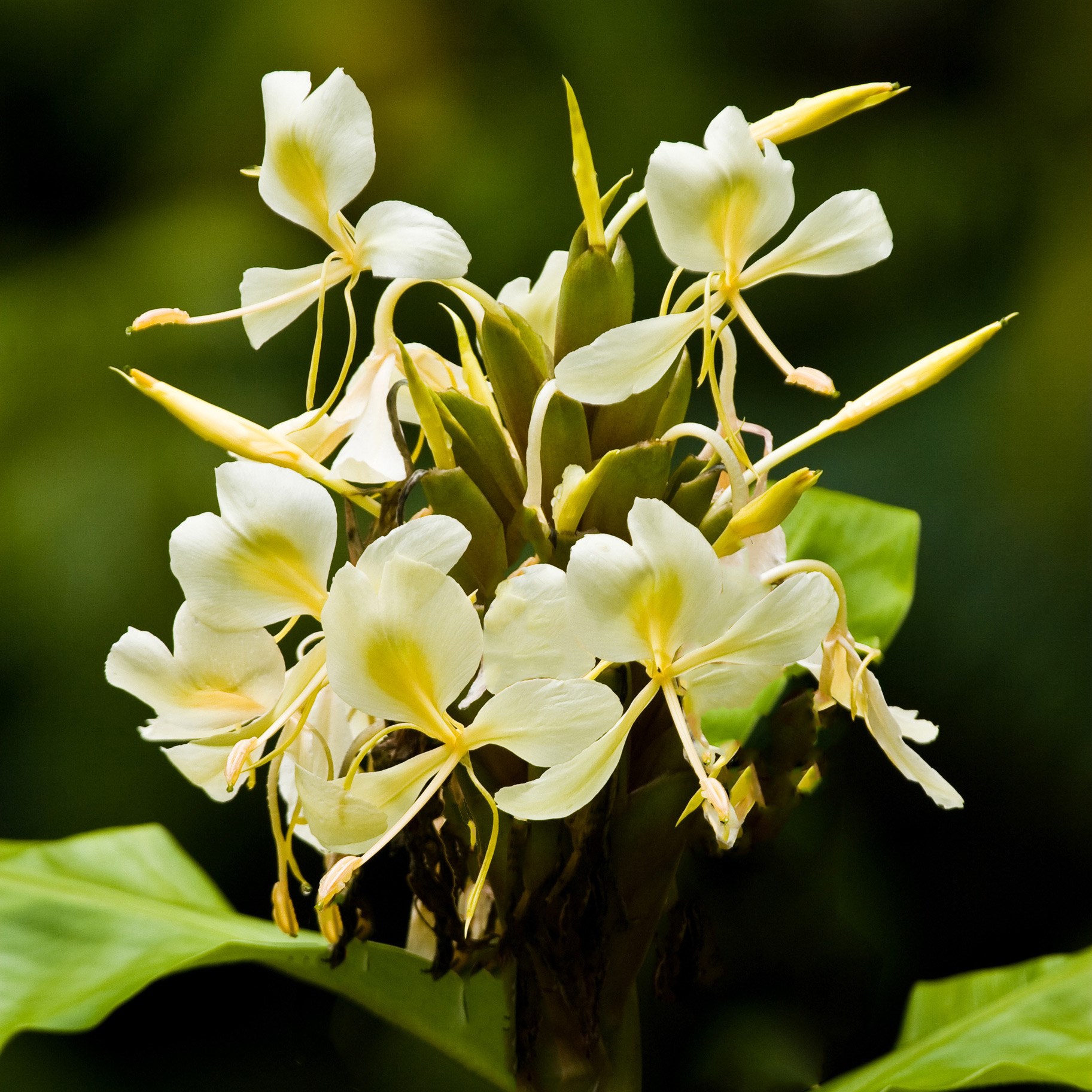 <i>Hedychium flavescens</i> 