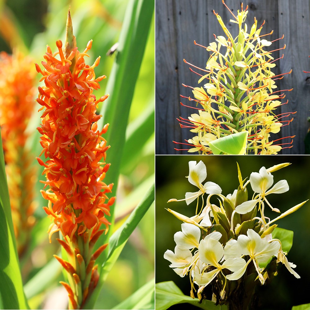 Hedychium collection