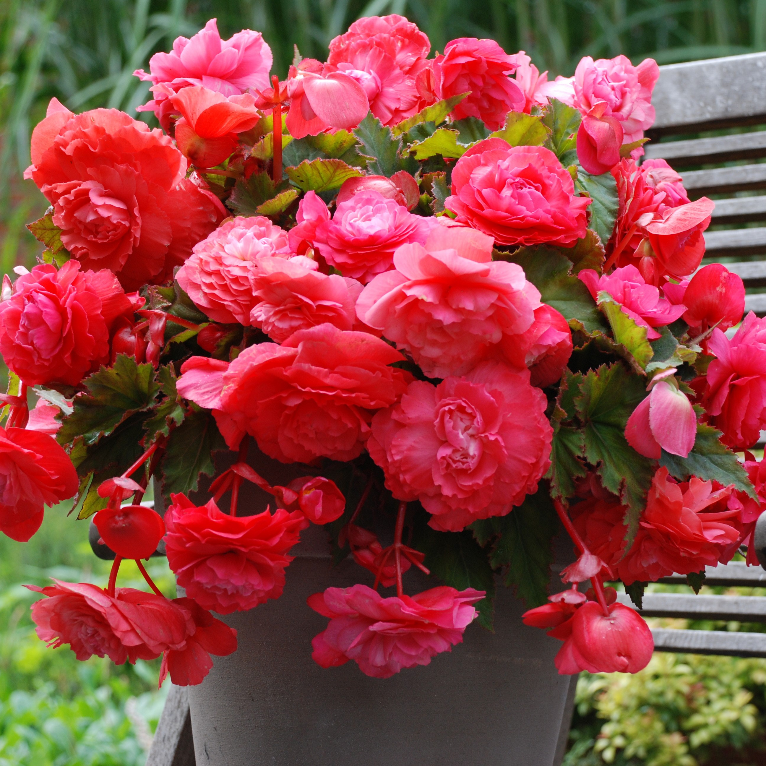<i>Begonia</i> 'Pink Flamingo'