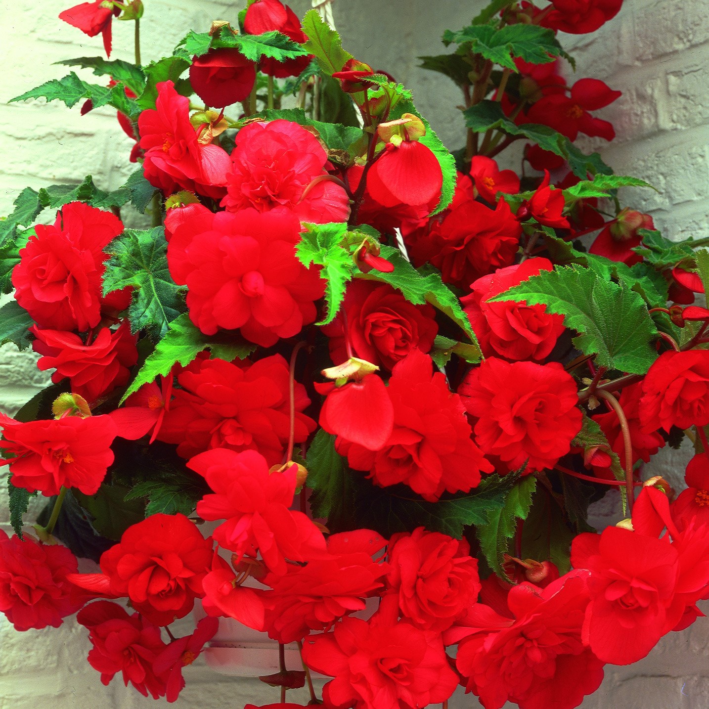 <i>Begonia</i> 'Red Glory'