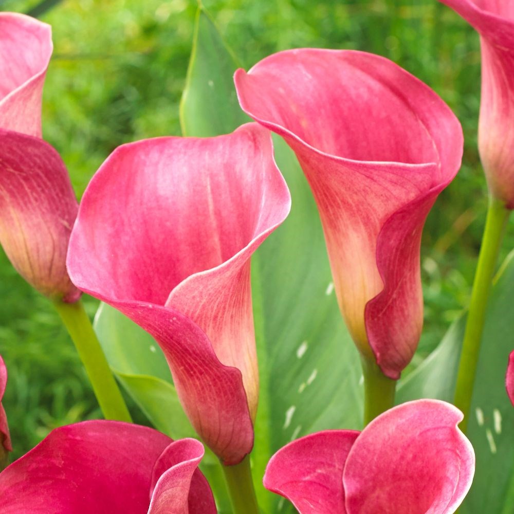 <i>Zantedeschia</i> 'Captain Romance' (PBR) (Captain Series)