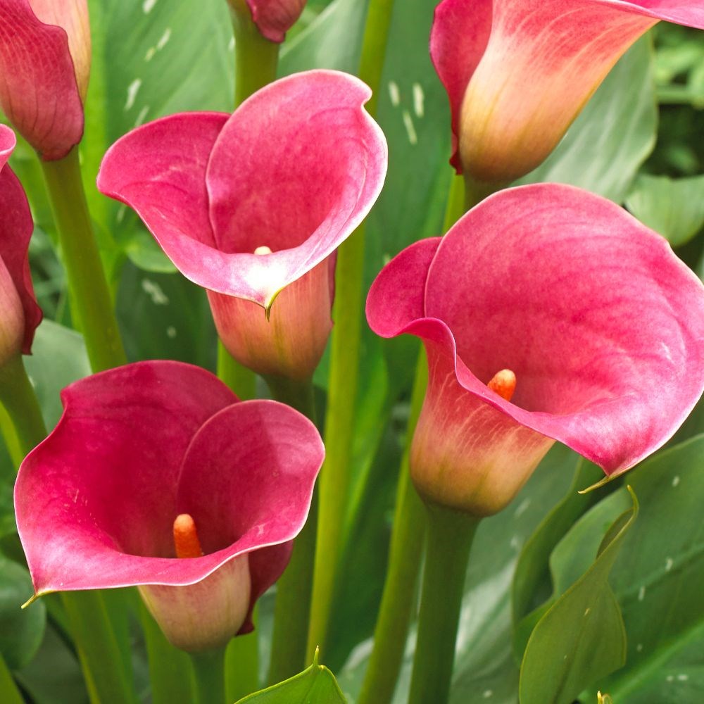 <i>Zantedeschia</i> 'Captain Romance' (PBR) (Captain Series)