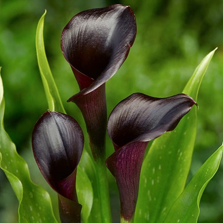 Zantedeschia Odessa (PBR)
