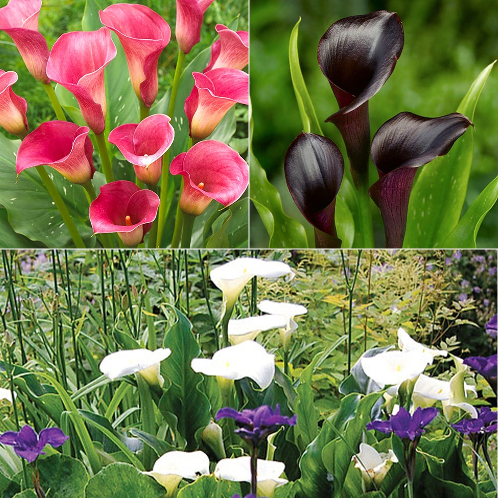 Zantedeschia collection