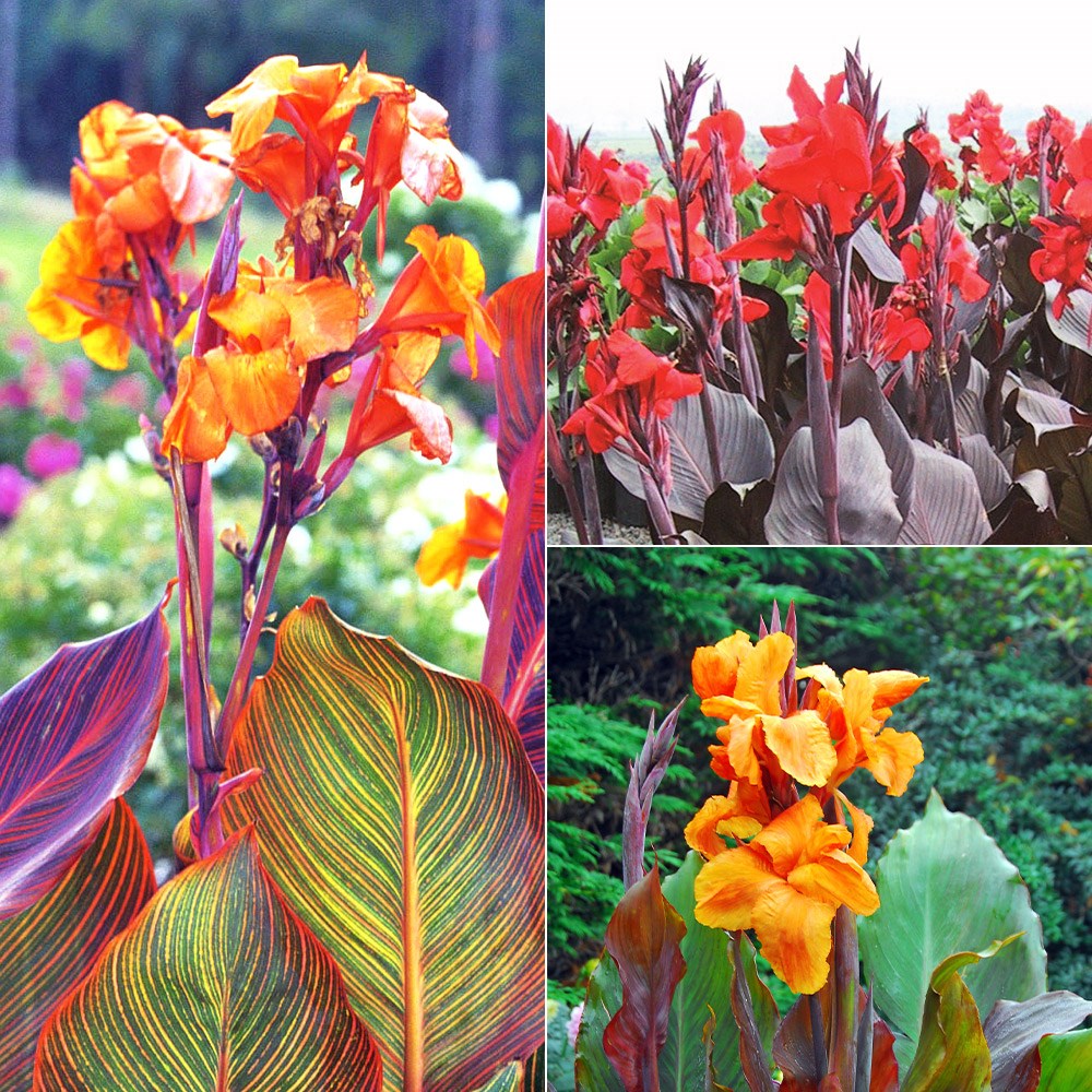 Classic canna collection