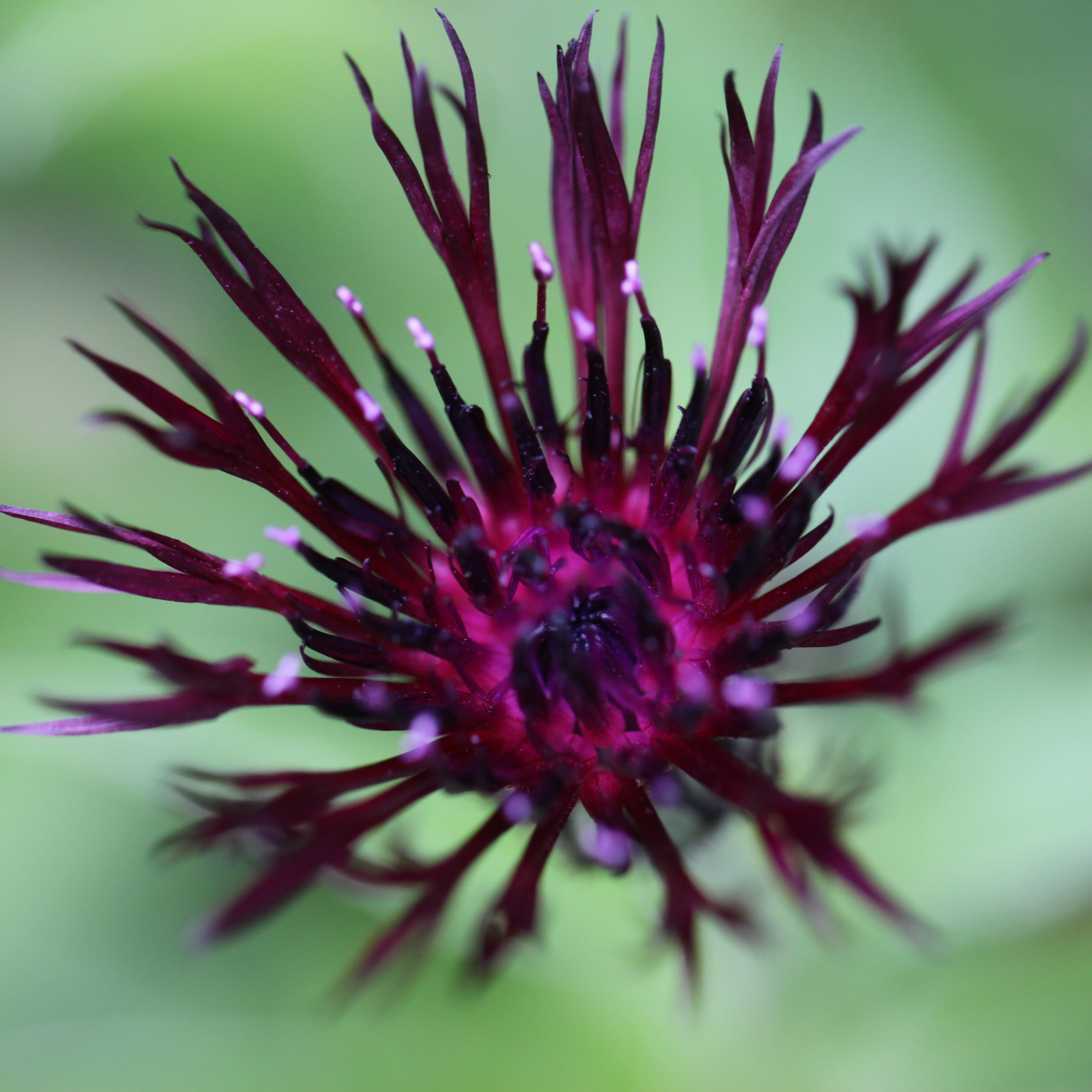 <i>Centaurea</i> 'Jordy'
