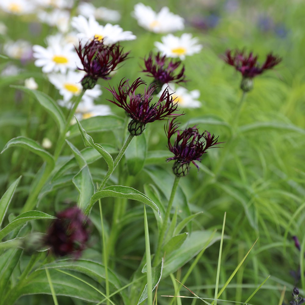 <i>Centaurea</i> 'Jordy'