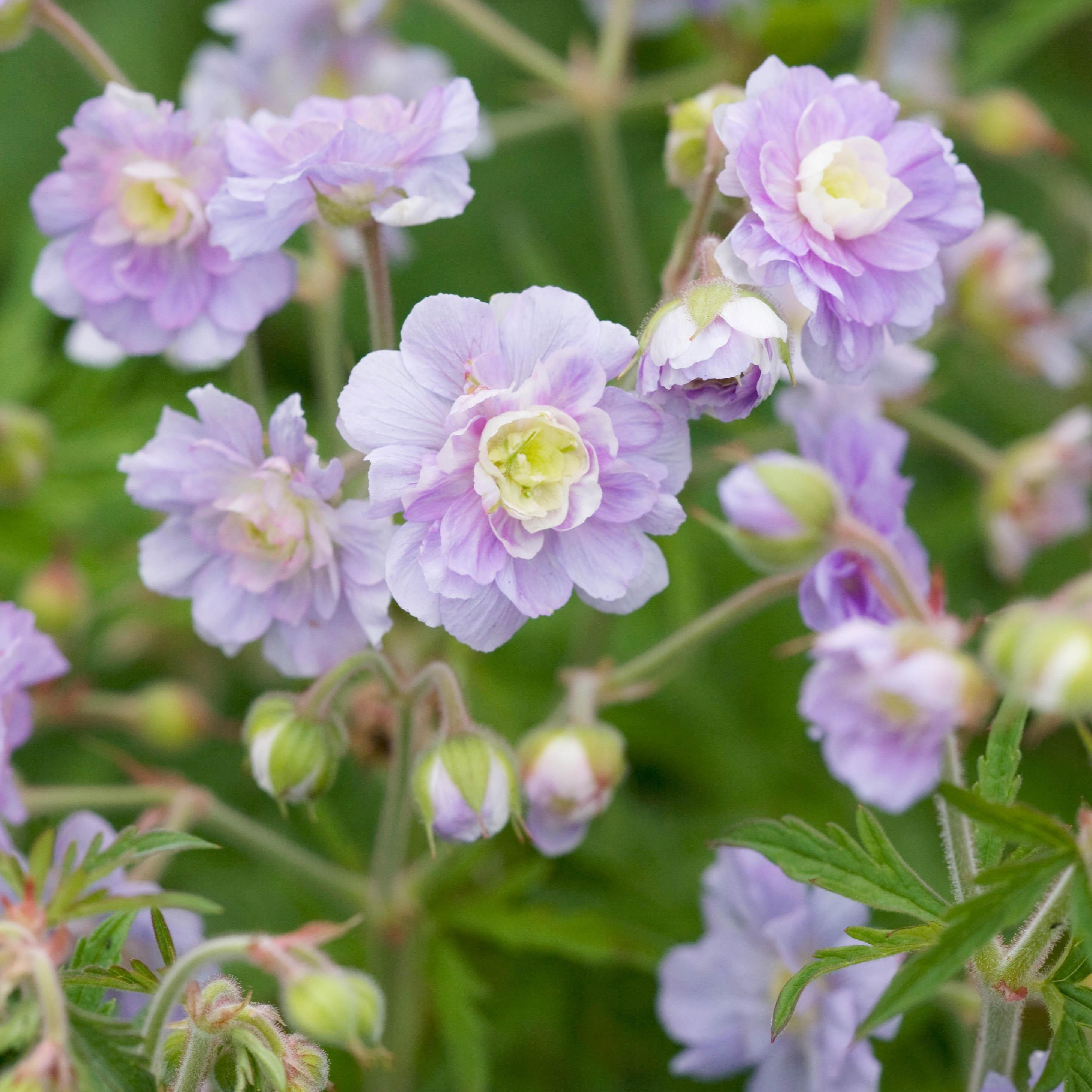 <i>Geranium</i> <b class=small-caps>Summer Skies</b> ('Gernic') (PBR)