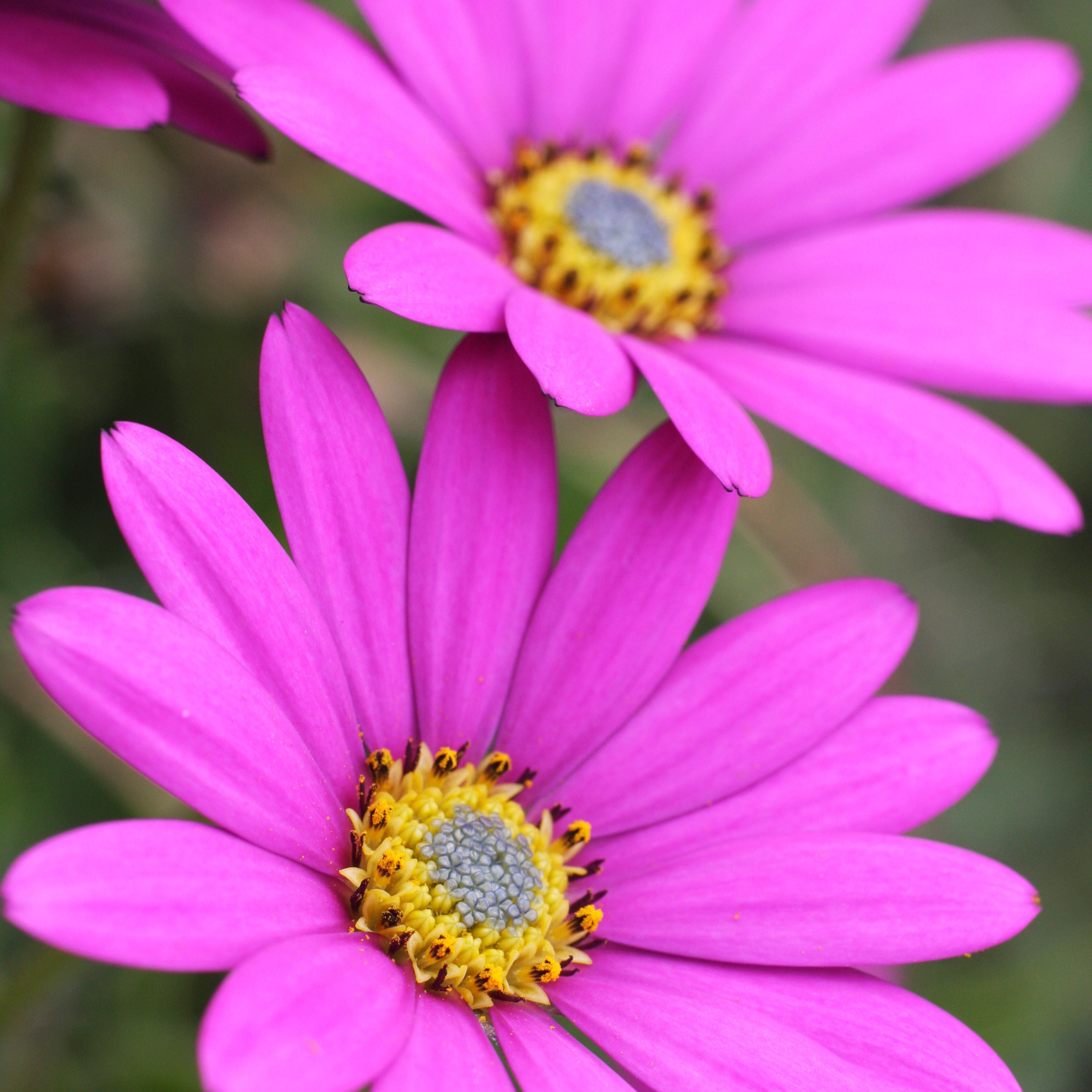 <i>Osteospermum</i> 'In The Pink'