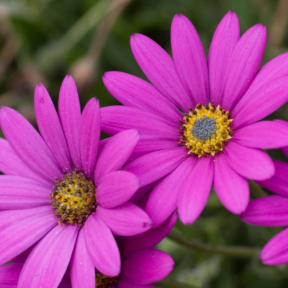 <i>Osteospermum</i> 'In The Pink'
