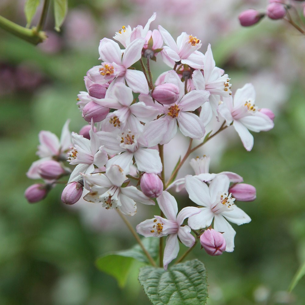 <i>Deutzia</i> × <i>hybrida</i> 'Mont Rose'