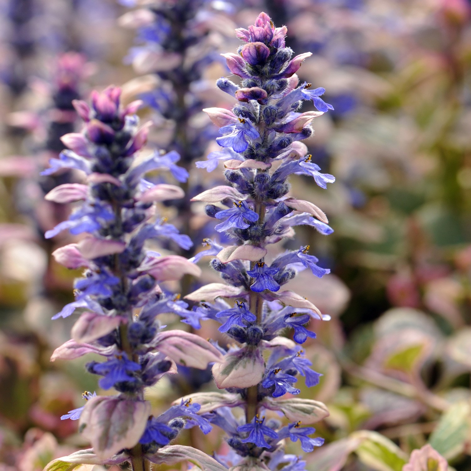 <i>Ajuga reptans</i> 'Burgundy Glow'