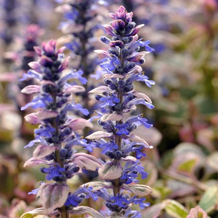 <i>Ajuga reptans</i> 'Burgundy Glow'
