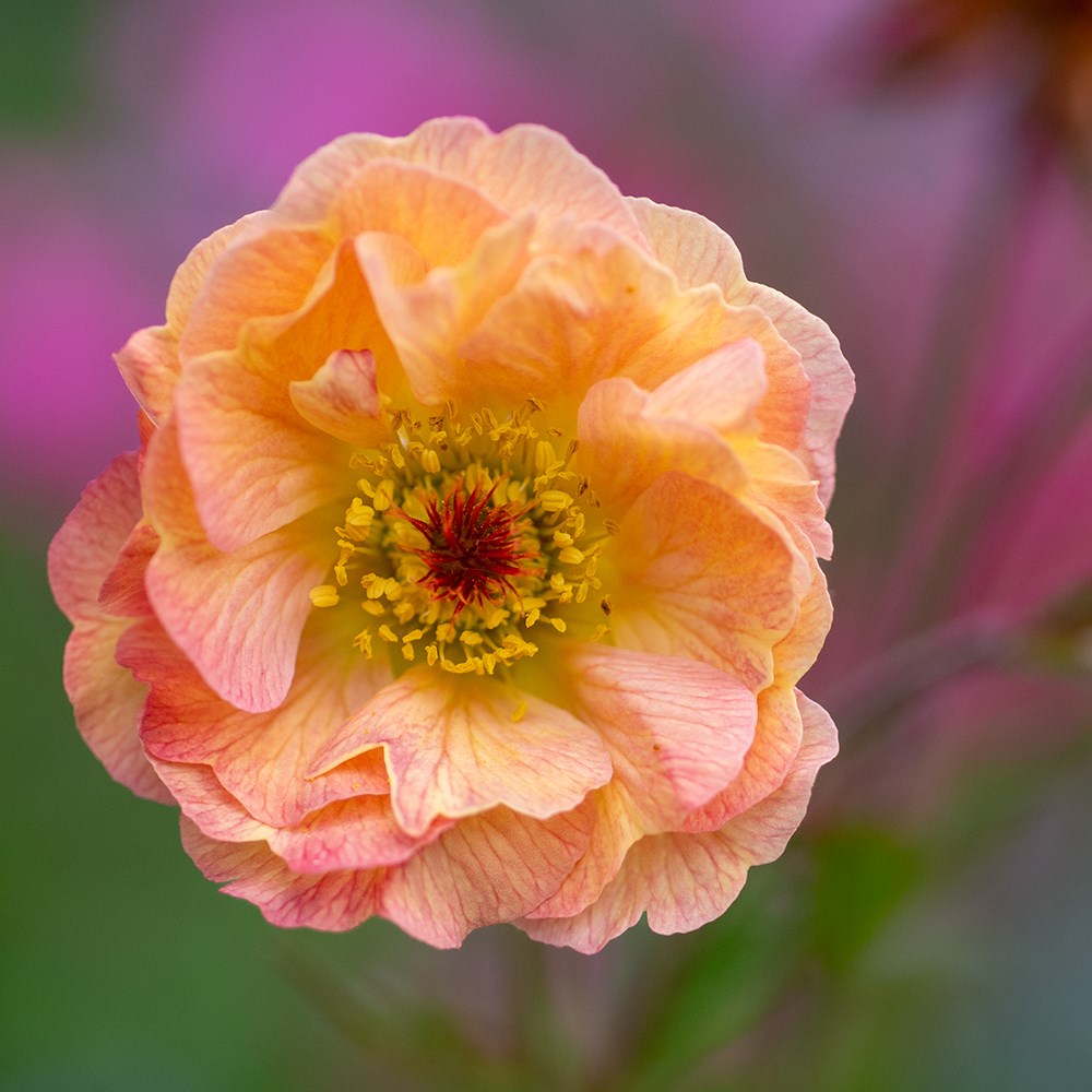 <i>Geum</i> 'Mai Tai' (PBR) (Cocktail Series)
