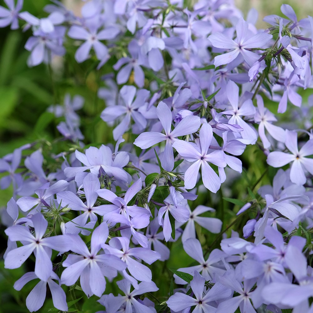 <i>Phlox divaricata</i> 'Clouds of Perfume'