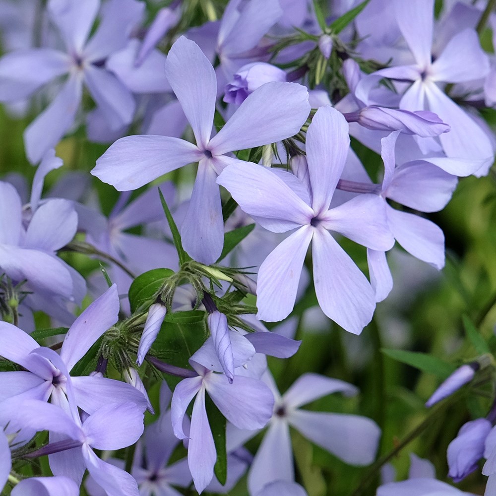<i>Phlox divaricata</i> 'Clouds of Perfume'