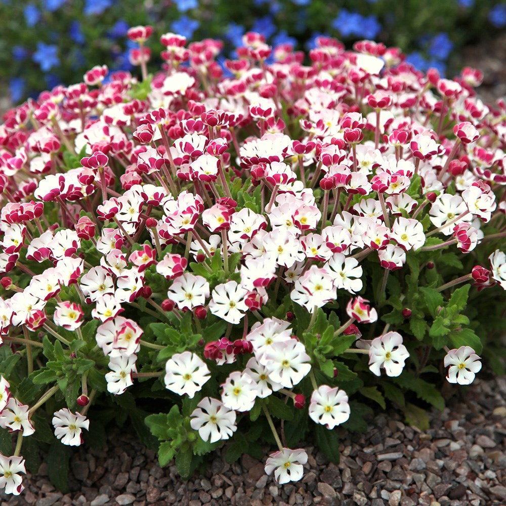 <i>Zaluzianskya ovata</i> 