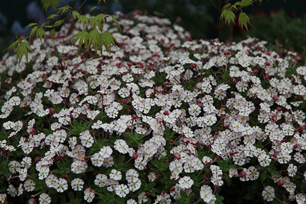<i>Zaluzianskya ovata</i> 