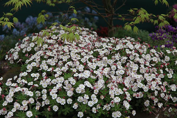 <i>Zaluzianskya ovata</i> 
