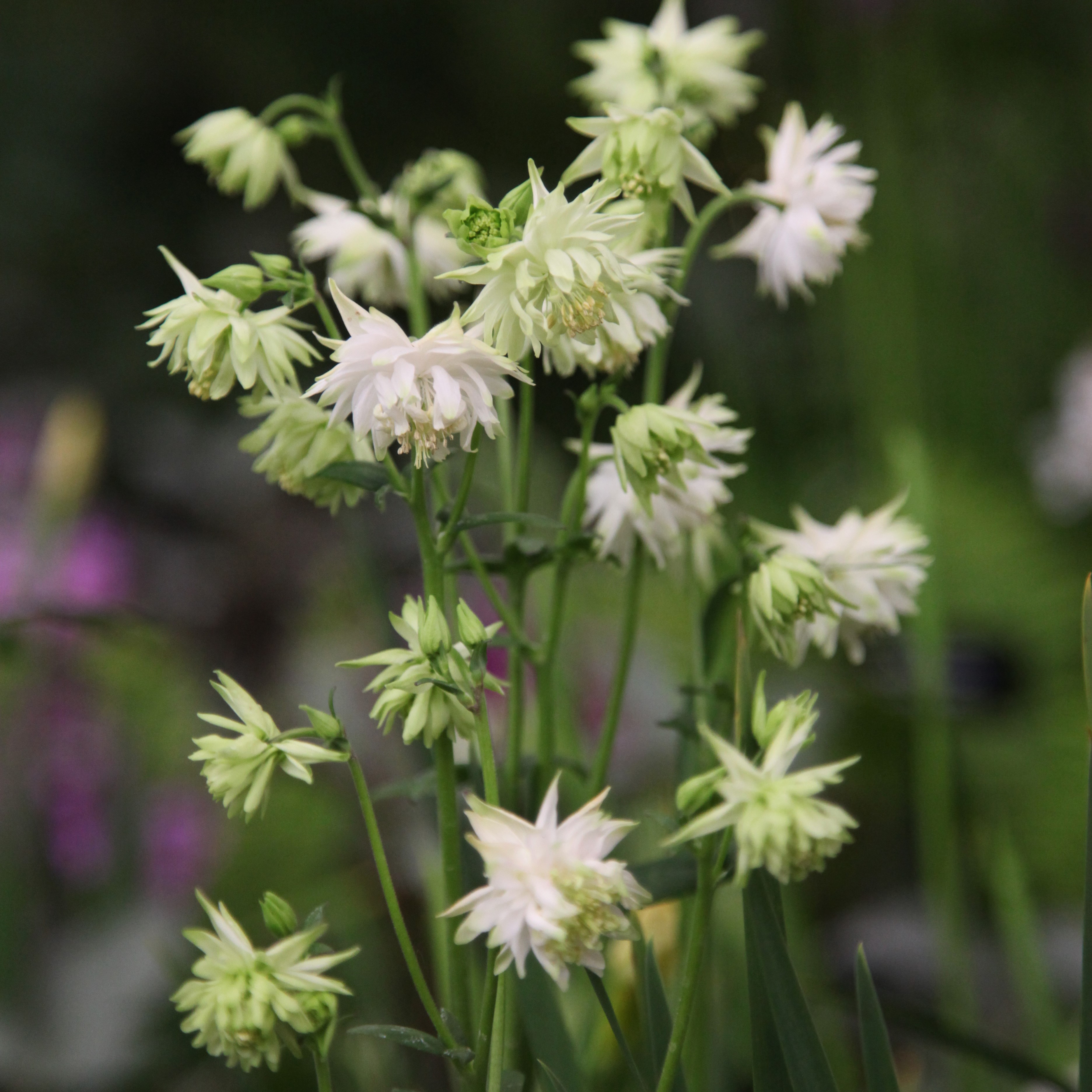 <i>Aquilegia vulgaris</i> var. <i>stellata</i> 'White Barlow' (Barlow Series)